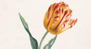 Five Main Points of Doctrine