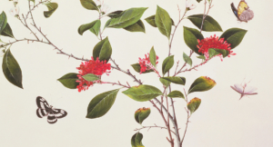 The Good News of Federal Headship