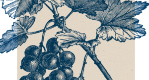 Agricultural Metaphors for the Christian Life