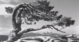 The Person of Christ