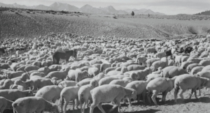 The People of Christ