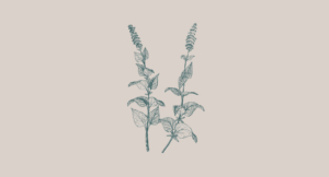Hyssop