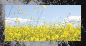 Uncertainty and Anxiety