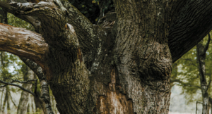 Pursuing Authentic Christianity